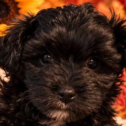 Morkies from Aubrea's Morkies