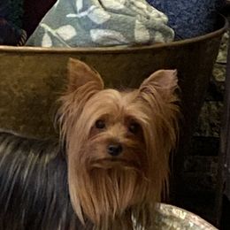 Yorkshire Terriers from DeRieux Yorkies