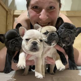 French Bulldog puppies from Folklore Den