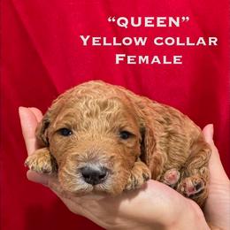 Queen - Apricot female Poodle puppy in St. Johnsbury, Vermont from Poodles of the Northern Woods