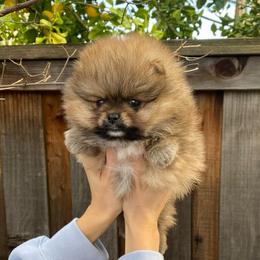 Casper - Orange sable male Pomeranian puppy in Citrus Heights, California from Yev and Marina's Pomeranians (AKC)