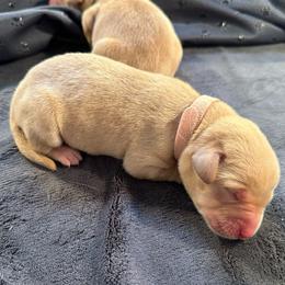 Rose - Yellow female Labrador Retriever puppy in Rock Hill, South Carolina from North Star Retrievers