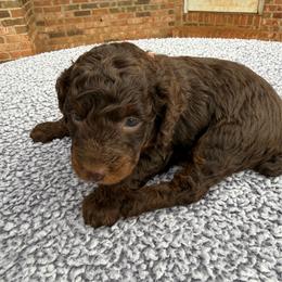 Orange Collar - Phantom male Poodle puppy in Huntsville, Alabama from Flint River Poodles