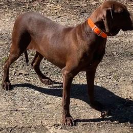 Katie - Redbone Coonhound