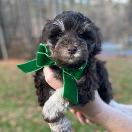 Cocoa - Brown male Schnoodle puppy in Fredericksburg, Virginia from Growing Puppies