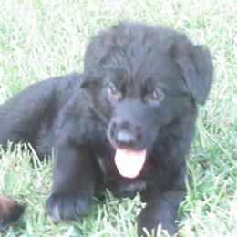 German Shepherd Puppies from V Diamondburg Kennels