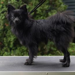 Pomeranian and Siberian Husky All Grown Up from Meagan's Siberian Huskies & Pomeranians