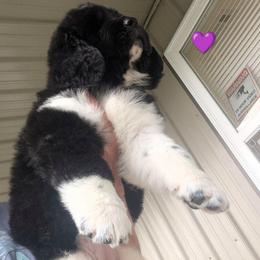 Newfoundland Landseer Female Purple Collar - White and black female Newfoundland puppy in Burfordville, Missouri from Umfleet Farms