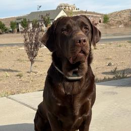 Timber - Labrador Retriever