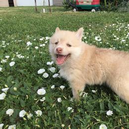 Pomsky Puppies from Dakota Pomskies