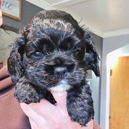 Matcha - Black female Cocker Spaniel puppy in Fresno, California from Carvajal Cockers