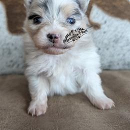 Opal - Tri-colored female Pomeranian puppy in Granby, Colorado from Marostica Paws