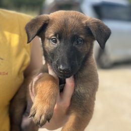 Hailstorm - Fawn sable male Belgian Malinois puppy in Briggs, Texas from Madhouse’s Belgian Malinois and German Shepherds