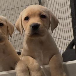 Yellow female 1 - Yellow female Labrador Retriever puppy in Menifee, California from The Golden Leash Kennels