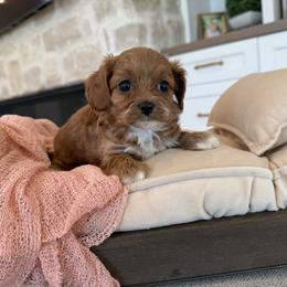 Bernedoodle, Cavapoo, Havanese, and Havapoo Puppies from Lady Paws Puppies - Cassie