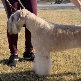 Macey - Soft Coated Wheaten Terrier