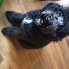 Luna - Goldendoodle