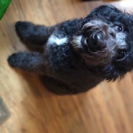 Luna - Goldendoodle