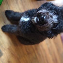 Luna - Goldendoodle