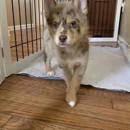 Pomsky Puppies from Pomskies 4 Dayz