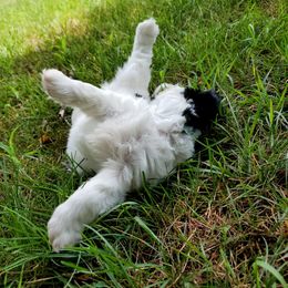 "Layla" Shihpoo Puppies from Perfect Companion Puppies