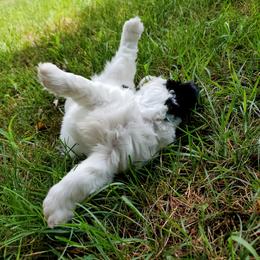 "Layla" Shihpoo Puppies from Perfect Companion Puppies