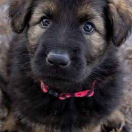 German Shepherd Puppies from Journey's German Shepherds (Kennel Vom Himmel)