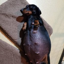 Dachshunds from Cyn-D's Miniature Dachshunds