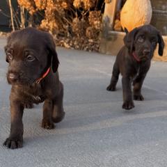 Boy 2 - Liver male Pudelpointer puppy in Sioux Falls, South Dakota from Saddle Creek Kennels
