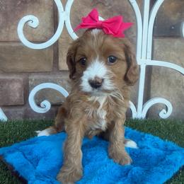 Remington - Red female Cavapoo puppy in Central, Arizona from Desert Valley Doodles