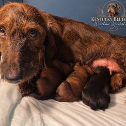 Dachshund puppies from Kentucky Bluegrass Wirehair Dachshunds