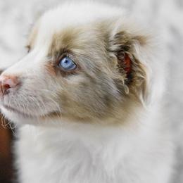 Russell Terrier, Miniature Australian Shepherd, and Toy Australian Shepherd Puppies from Rustic Lace Mini Aussies