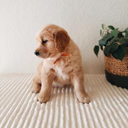 Golden Retriever Puppies from Gillit Family Goldens of NTX