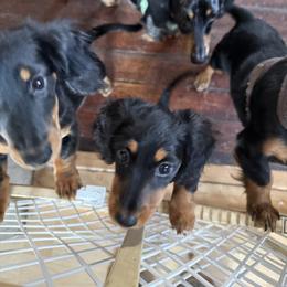 Dachshund Puppies from Birkin’ Paws