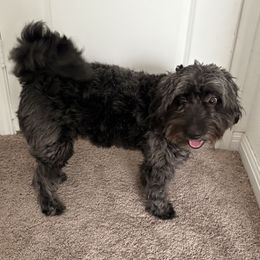 Millie - Aussiedoodle