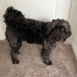 Millie - Aussiedoodle