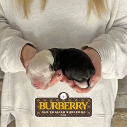 Burberry - Gray and white male Old English Sheepdog puppy in Cleveland, Tennessee from Narrow Path Old English & Sheepadoodles