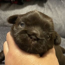 Shih Tzu Puppies from Pilgrim Shih tzu