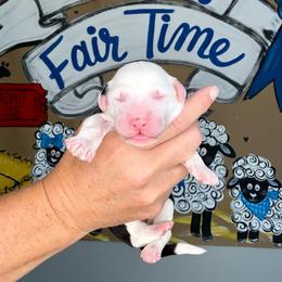 Tratter Pull - Black and white male Sheepadoodle puppy in Adams, Nebraska from Boxcar Doodles and Poodles