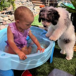 Bernedoodle Puppies from Over the Moon Poodles and Doodles