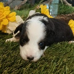 Brook - Black tri female Miniature Australian Shepherd puppy in Penn Valley, California from Ghostfire Mini Aussies