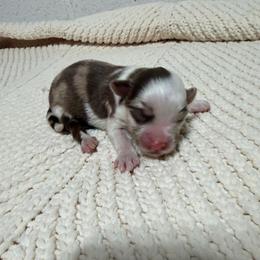 Boy 3 - Red merle male Miniature Australian Shepherd puppy in Olean, New York from Windy River Mini Aussie