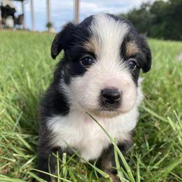 Miniature Australian Shepherds from Shelby’s Australian Shepherds