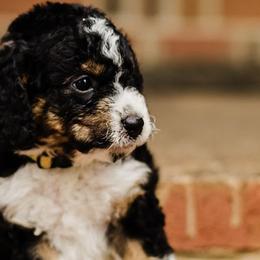 Bernedoodles and Goldendoodles from Grace Filled Golden’s