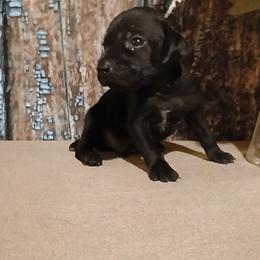 Boy 5 - Black male German Shorthaired Pointer puppy in Laporte, Minnesota from Northern Odyssey Gun Dogs