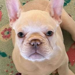 Platinum Male 2 (Biskit) - male French Bulldog puppy in Corona, California from Whimsical Farms Labrador Retrievers
