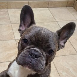 Nimbus - French Bulldog