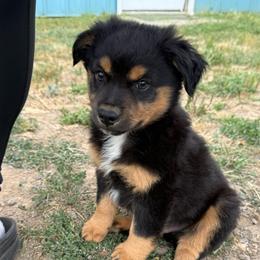 Chip - Black tri male Miniature Australian Shepherd puppy in Medical Lake, Washington from MAS Gone Rogue