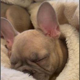 Azure - Tricolors female French Bulldog puppy in Graham, Washington from Kristy's French Bulldogs & Mini Schnauzers