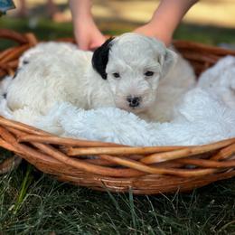 Ma - Parti female Goldendoodle puppy in Cherryville, North Carolina from Mercy Doodles